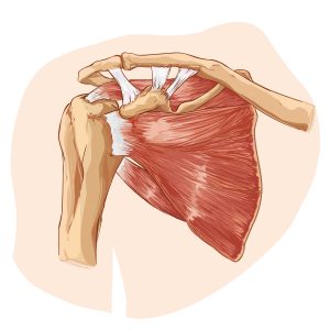 Shoulder Impingement anatomy. CPD for Chiropractic, Osteopathy and Physiotherapy