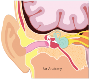 a diagram showing the inner ear as it relates to BPPV related dizziness. CPD for Osteopathy and physiotherapy